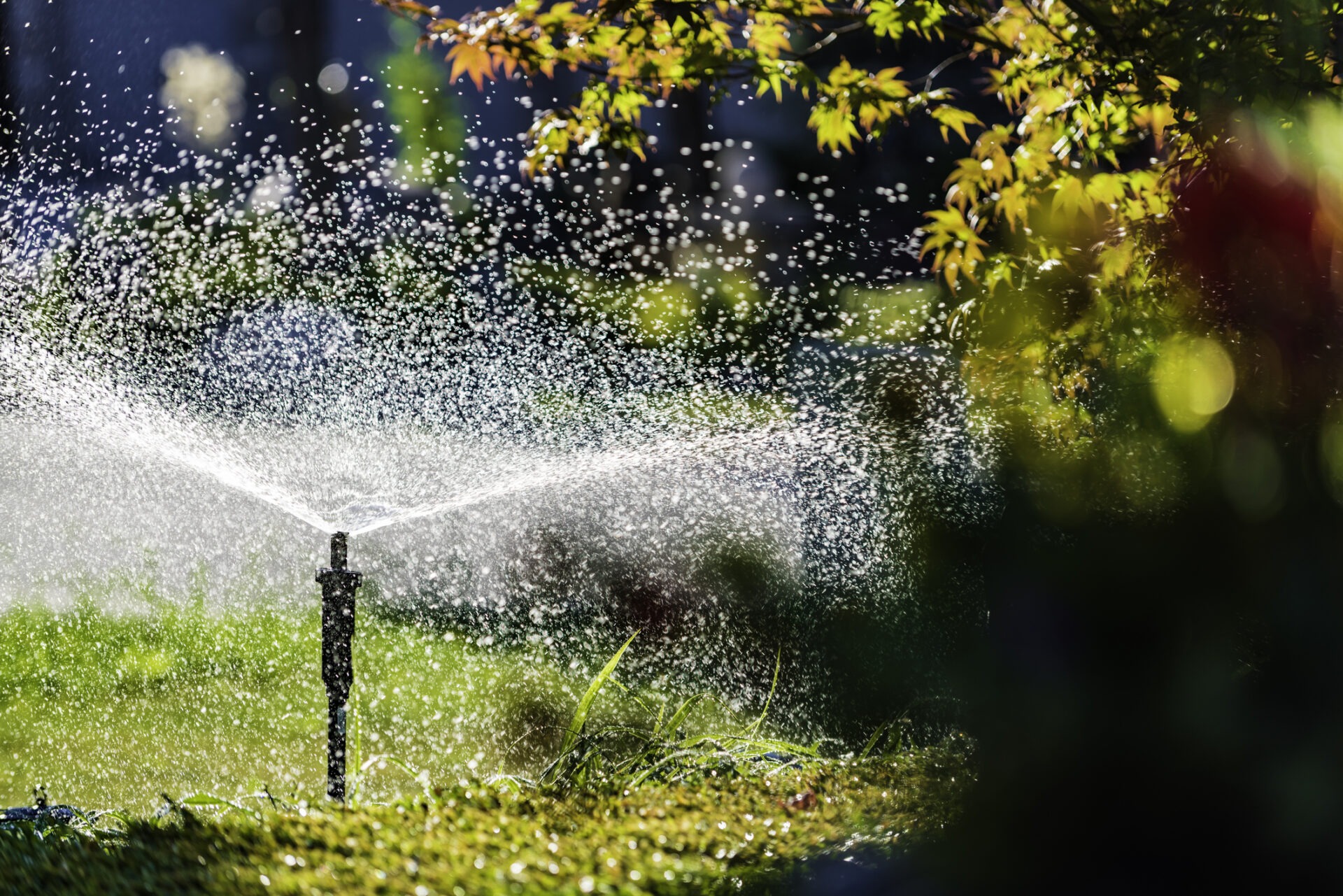 A garden with a sprinkler spraying water, surrounded by vibrant green grass and trees, illuminated by sunlight creating a peaceful, refreshing scene.