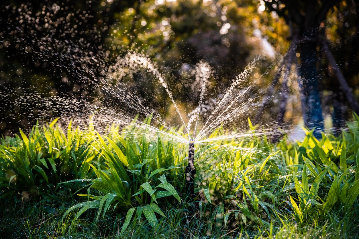 A garden scene with lush, green plants and a sprinkler spreading water, glistening in sunlight. Background has blurred trees and foliage.