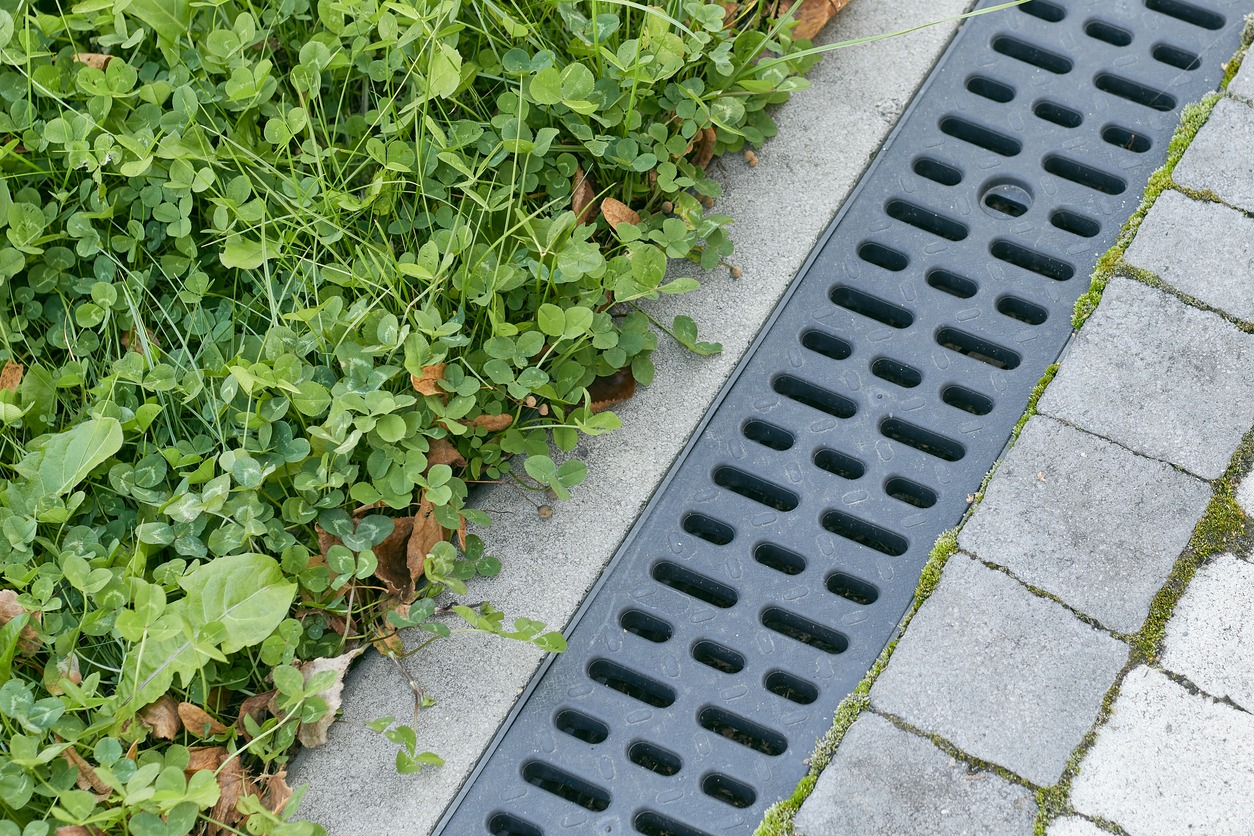 A metal drainage grate on a paved walkway borders lush green clover and grass, blending urban and natural elements seamlessly in an outdoor setting.