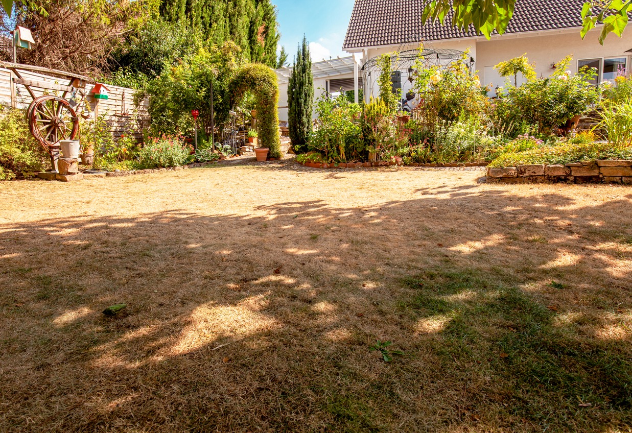 A backyard with dry grass and a variety of plants, featuring a wheel decoration and a small white house in the background.