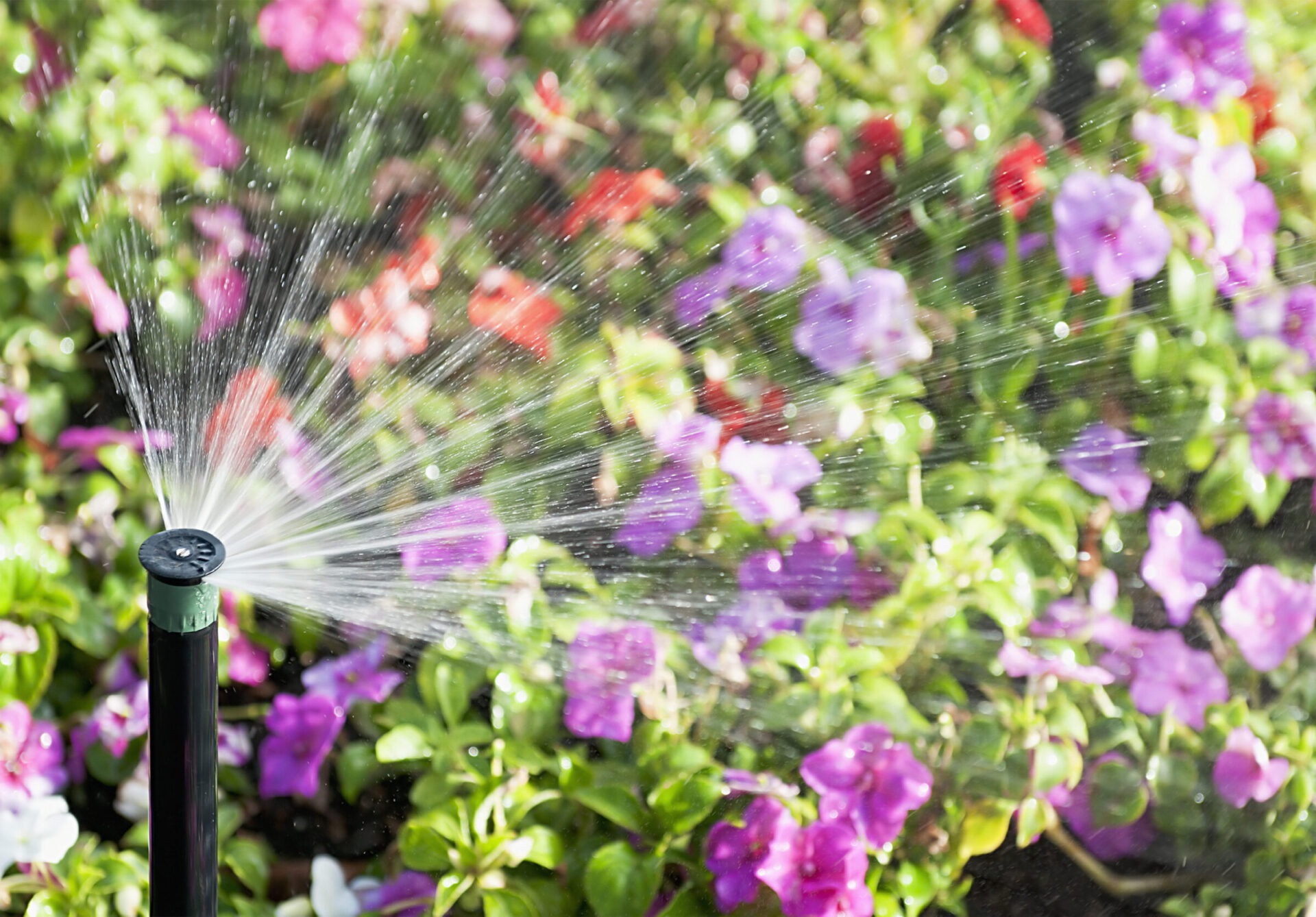 A garden sprinkler waters colorful flowers, including pink, red, and purple blooms, on a sunny day. Water droplets are visibly spraying.