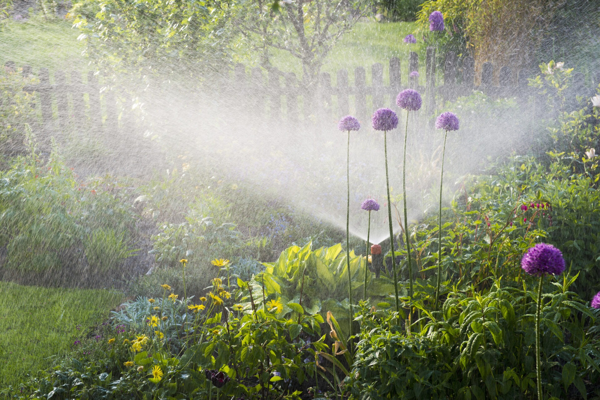 A lush garden with vibrant flowers is being watered by a sprinkler, creating a misty atmosphere. A wooden fence is in the background.