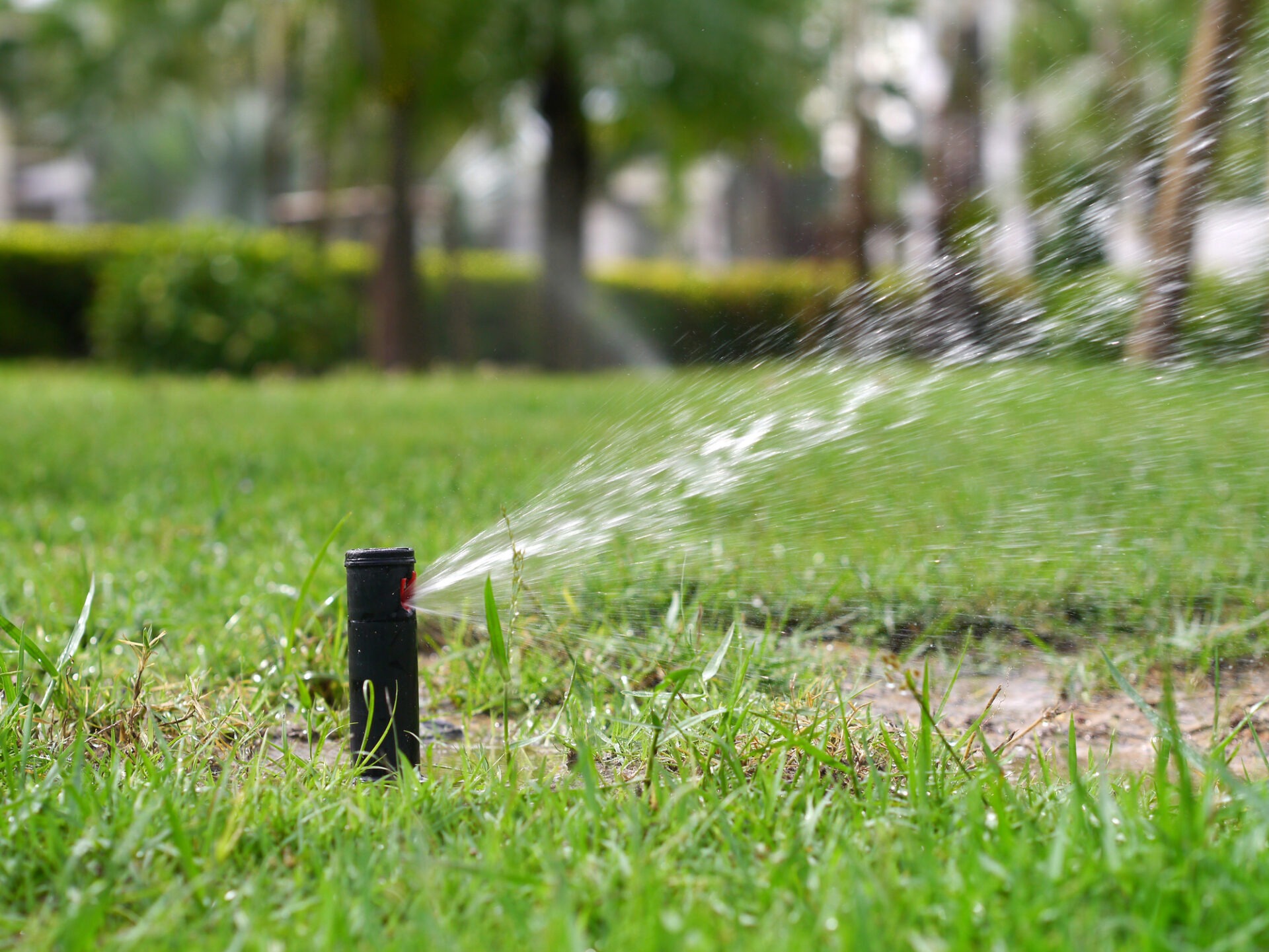 A sprinkler waters a lush, green lawn in a park. Trees form the background, creating a refreshing outdoor scene under daylight.