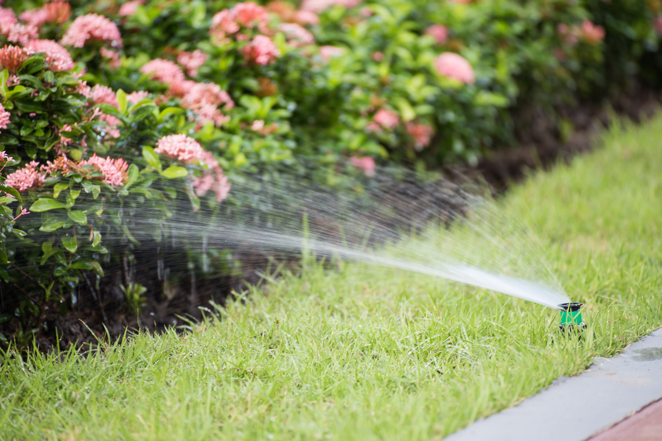 A sprinkler waters lush green grass beside vibrant pink flowering bushes, creating a fresh, well-kept garden landscape without any visible people or landmarks.