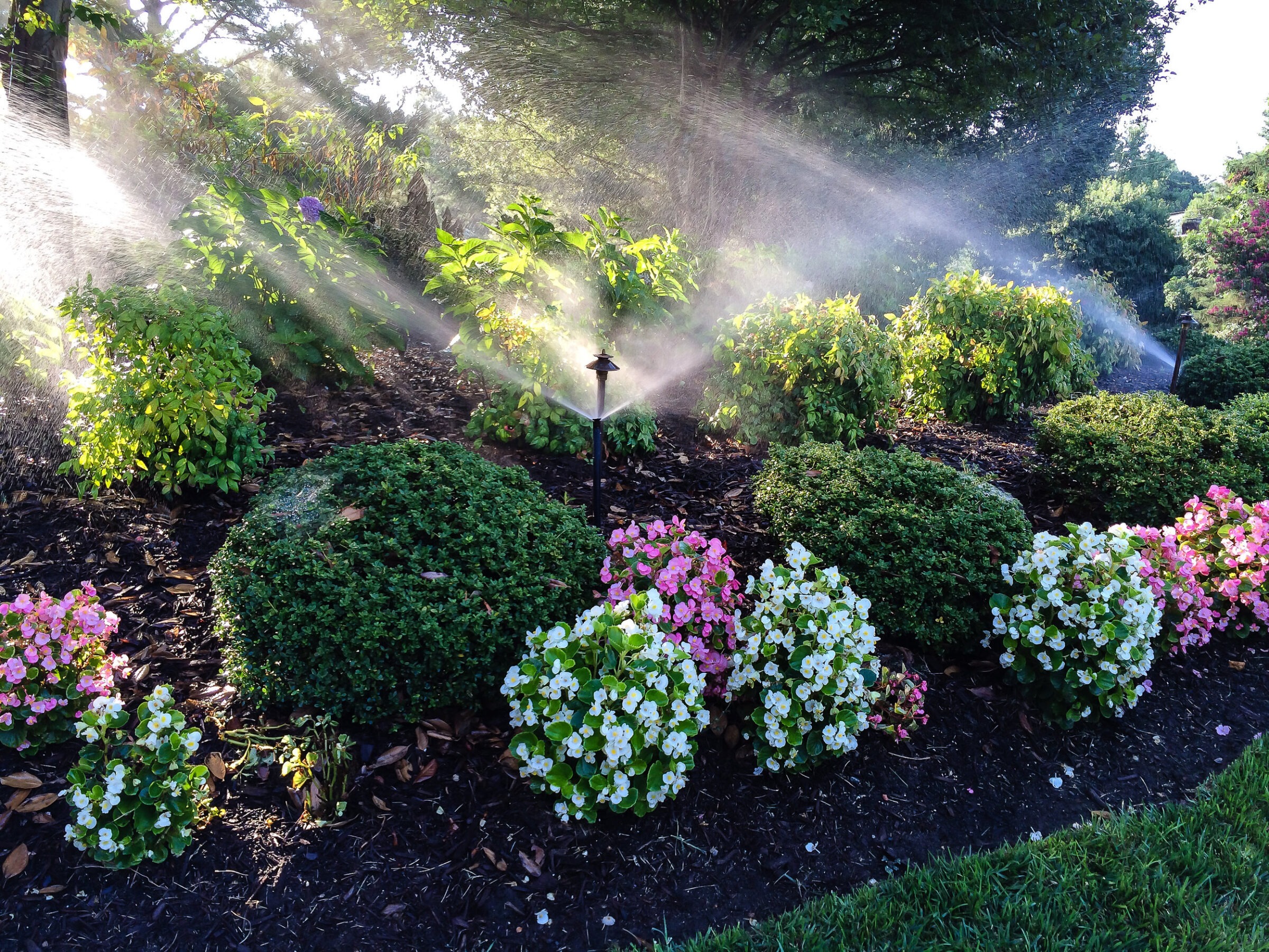 Garden scene with vibrant flowers and neatly trimmed bushes. Sprinklers create mist under sunlight, enhancing the lush greenery and colorful blooms.