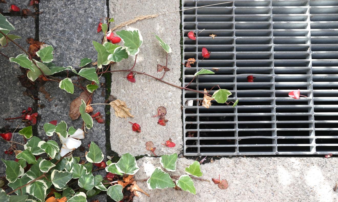 Ivy leaves and red berries spill over a concrete sidewalk, partially covering a metal grate positioned near stone paving.