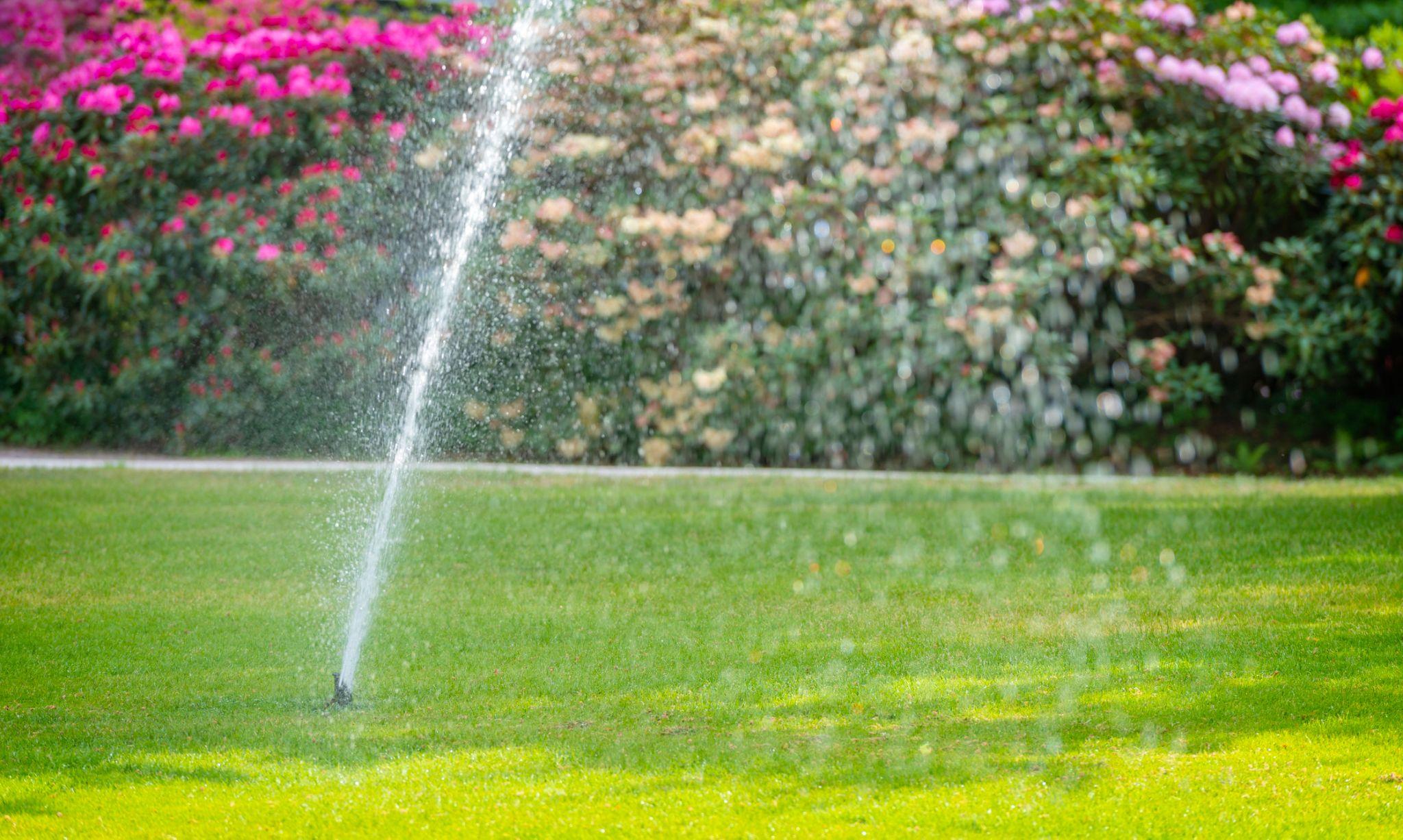 Single lawn sprinkler spraying water diagonally across grass with flowering shrubs in the background.
